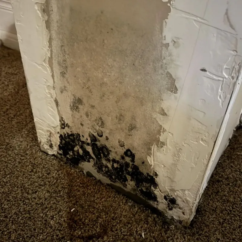 Professional Mold Removal in Evergreen, WI
